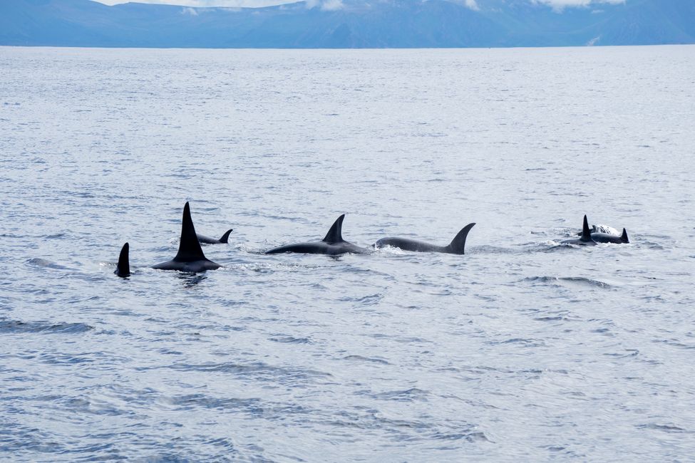 Wir zählen 8 Orcas