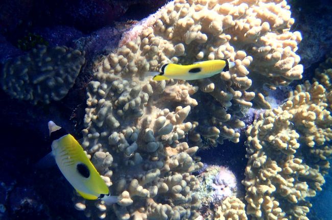 Cairns: Schnorcheln am Great Barrier Reef
