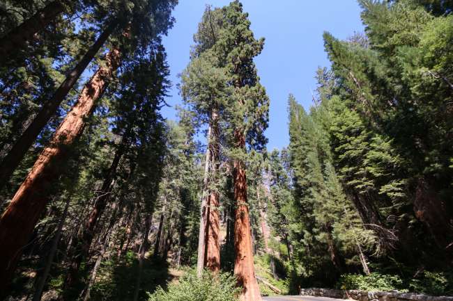 Day 16: Sequoia National Park