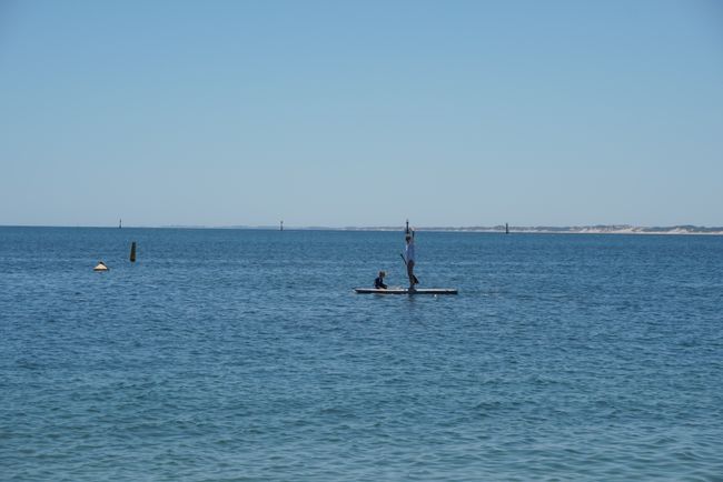 Bunbury - Stand Up Paddling with Dolphins