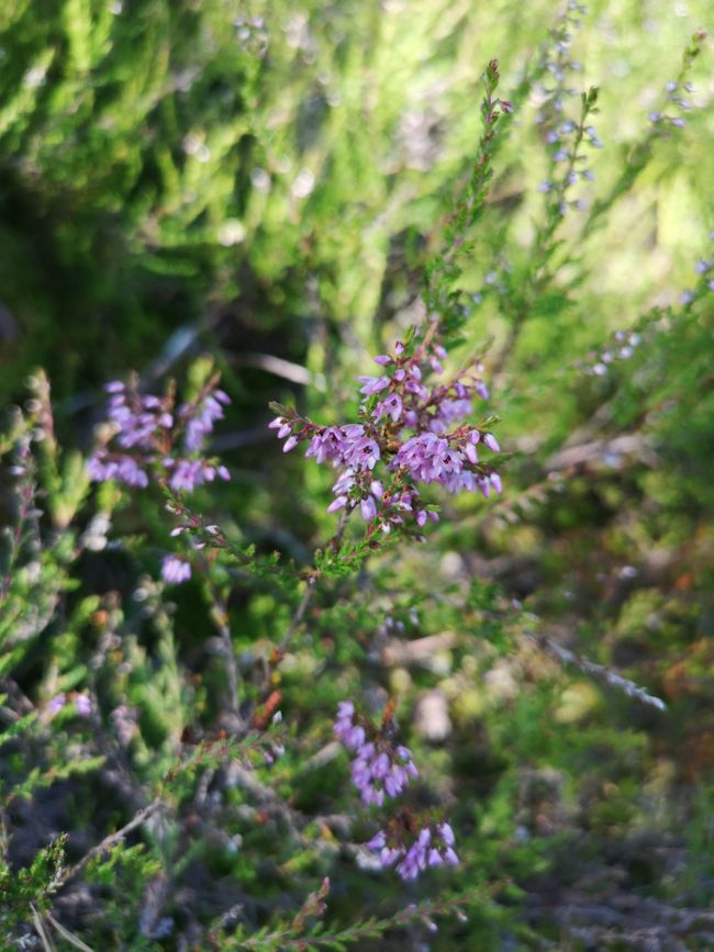 The first heather is blooming!