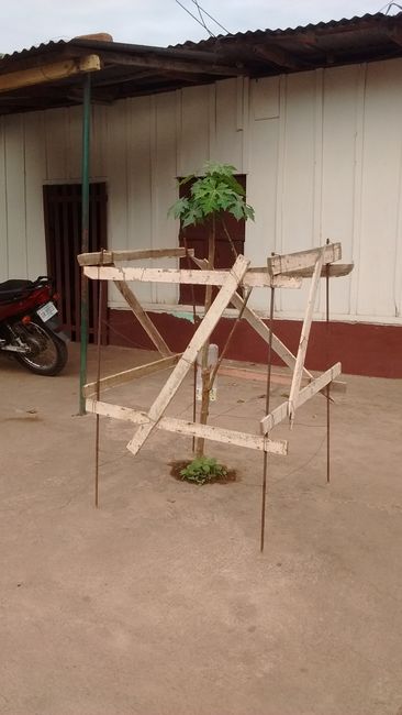 Oasis en el desierto de cemento