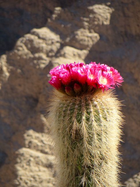 Salar de Uyuni