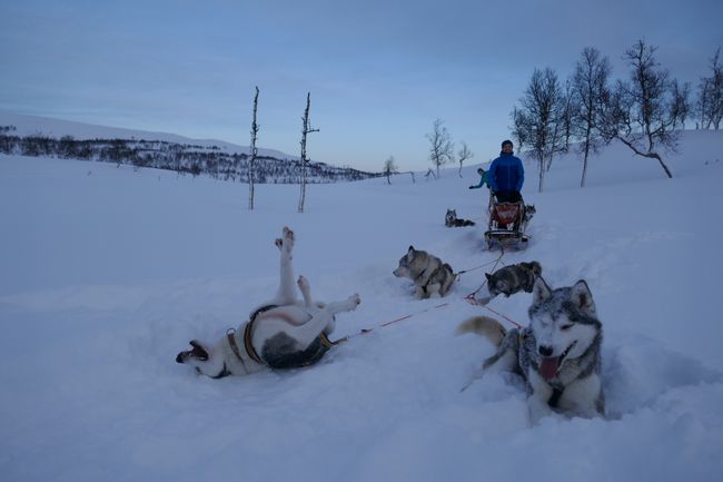 Norwegen Teil 1: Schlittenhunde und Polarlichter