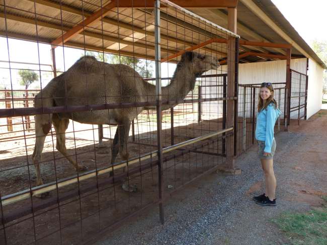 Großes Kamel auf einer Kamelfarm