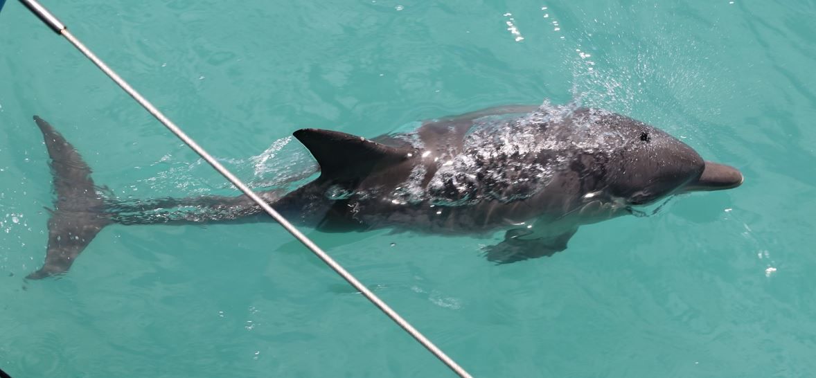 dolphin near boat at wildlife cruise