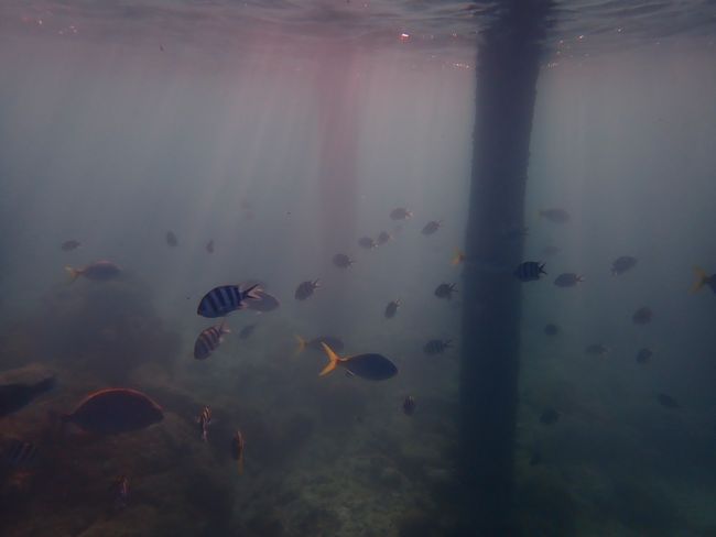 School of fish against the light
