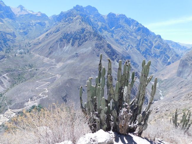 Arequipa - Trekking durch den Canon de Colca