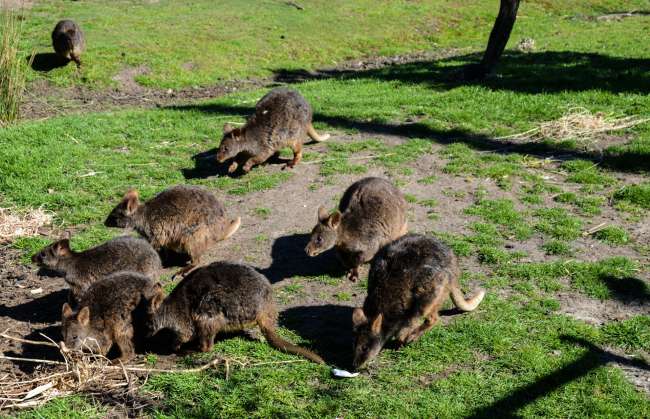 04.11.2016 - Tasmanien, Freycinet-Nationalpark (Wallabys)