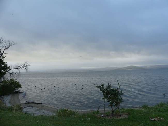 Lake Rotorua in the morning