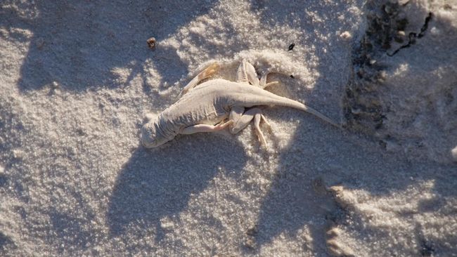 White Sands National Monument - some wildlife to be found