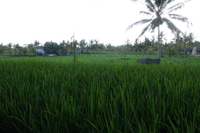 Rice fields..