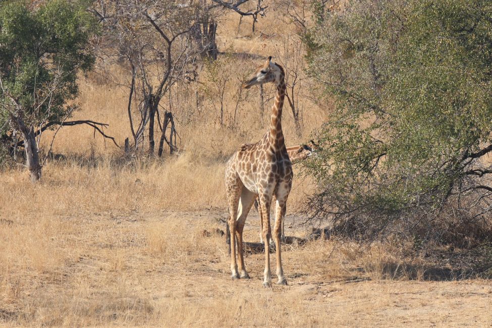 Tag 14: Unterwegs im Kruger Nationalpark