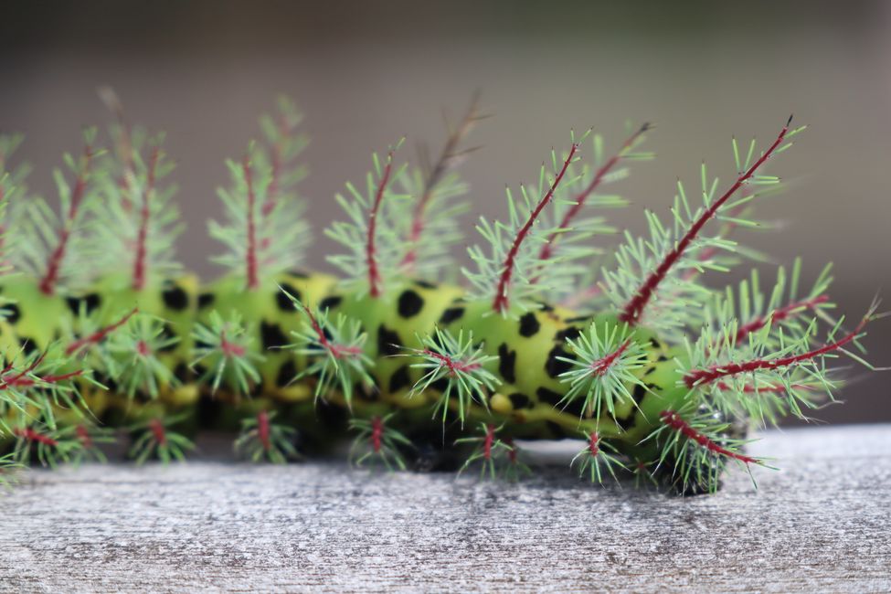 Christmastrees feat. Caterpiller