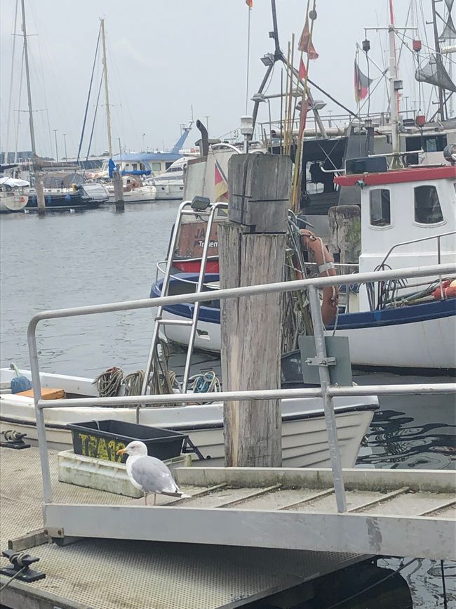 Seagulls can still be seen at the fishing port