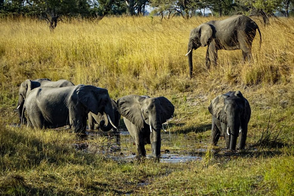 Elefantenbesuch auf dem Campingplatz