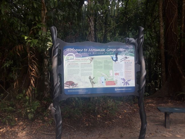 Regenwald - Daintree Nationalpark