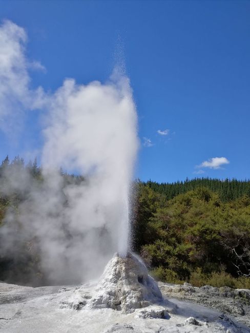 Lady Knox Geyser, up to 20m
