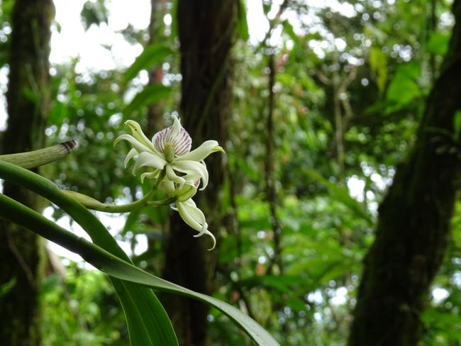 Wilde Orchidee am Weg zum Wasserfall