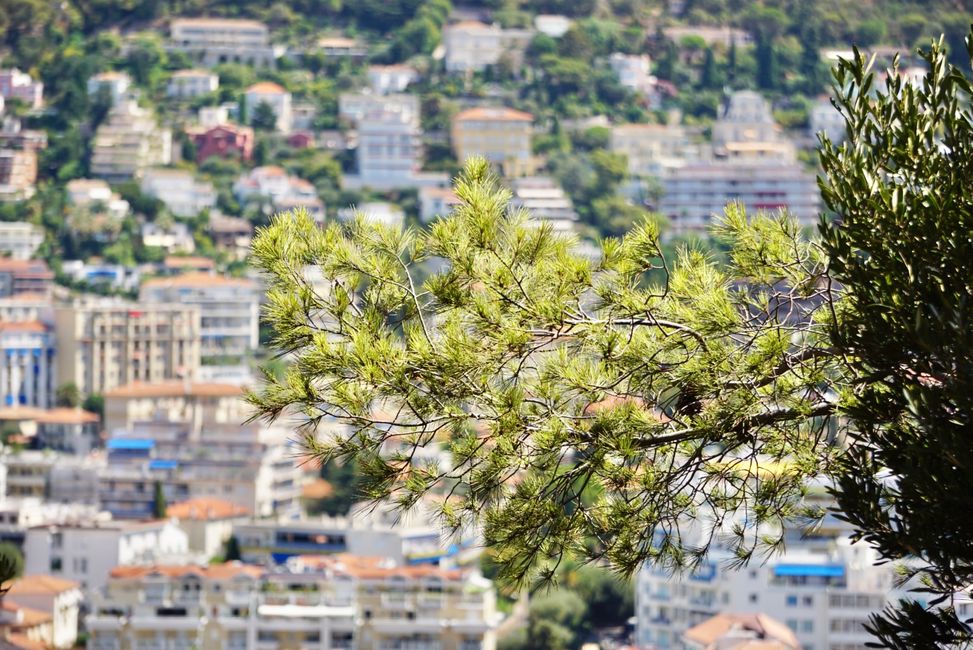Getting to know nice Nice