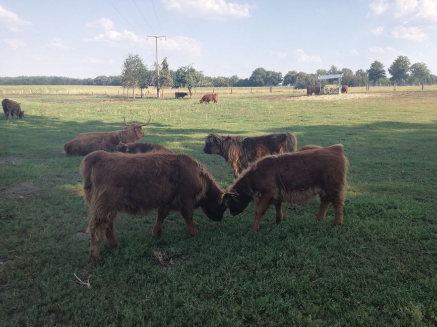 Vache III