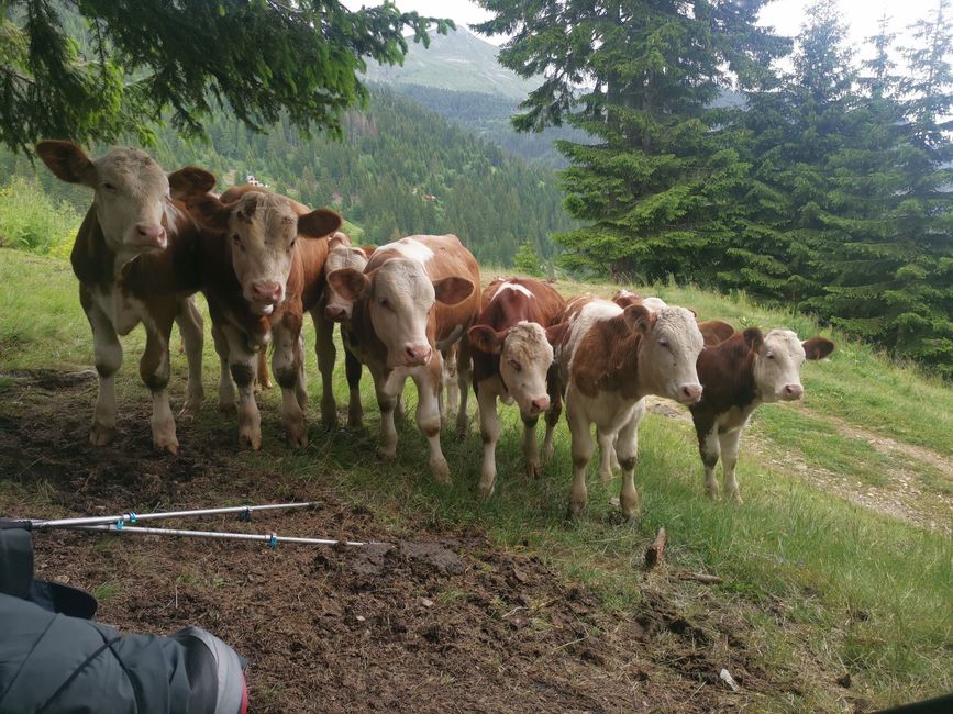 Muddy Path & curious Cows