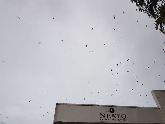 Sky full of bats