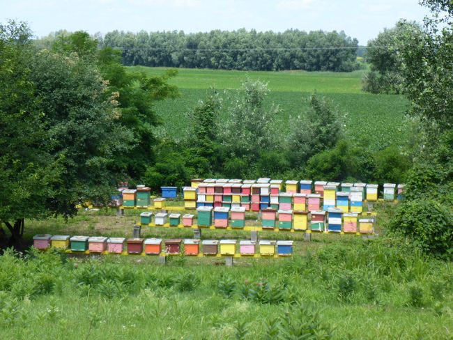 And beehives everywhere