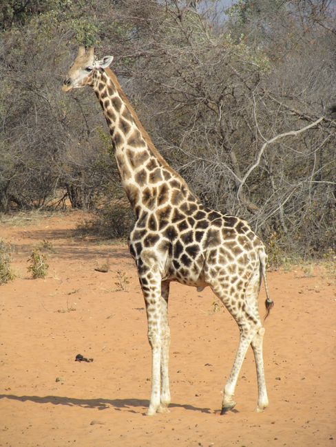 GIraffe am Waterberg Plateau