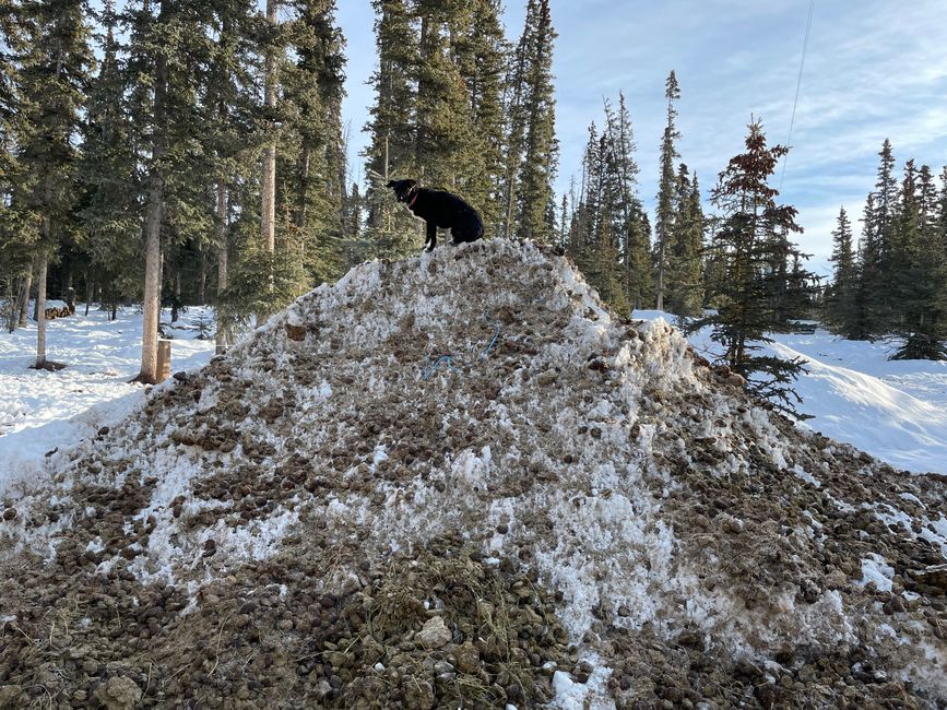 Dog on a gigantic pile of shit