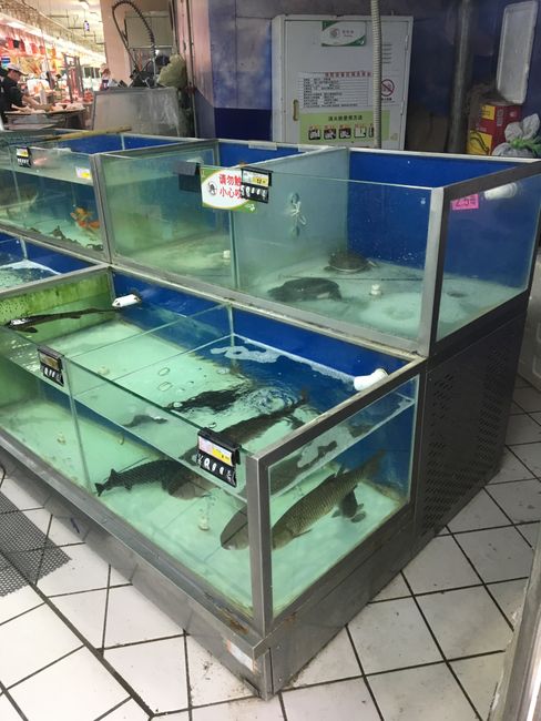Um yeah, supermarket.. the fish are alive 😢😢