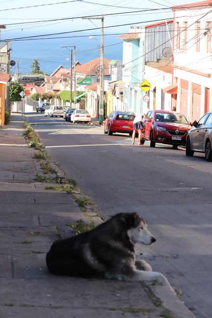 Residential street down to the sea - stray dog