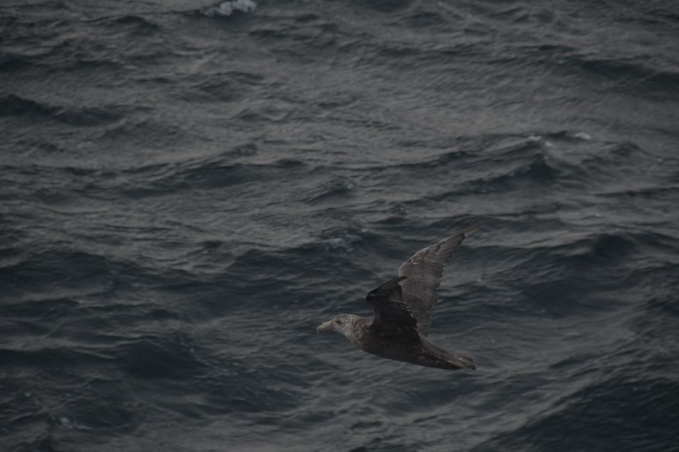 Southern Giant Petrel