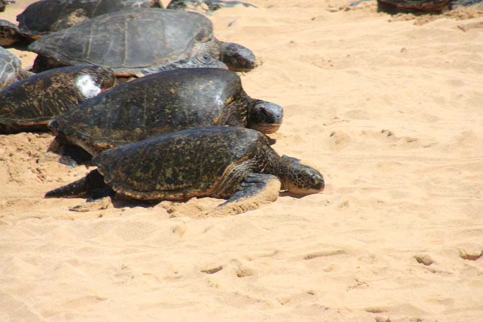 Ho´okipa Beach mit Schildkröten