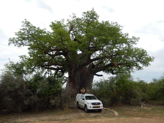 Baobab, afrikanischer Affenbrotbaum