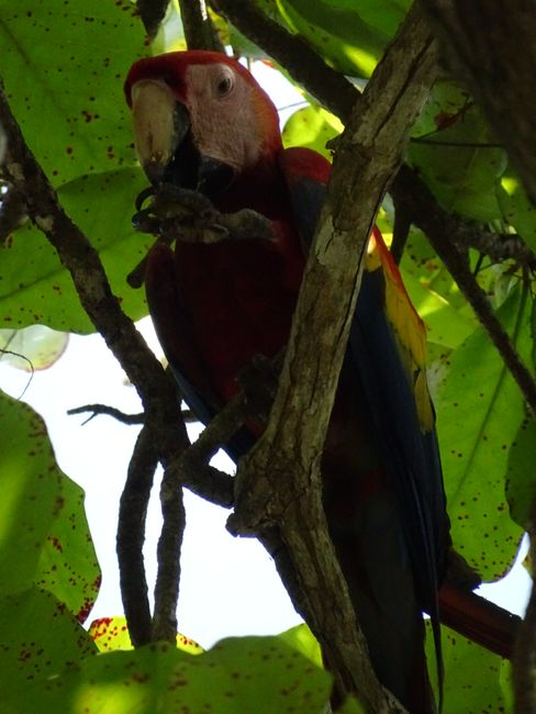 macaw eating fruits
