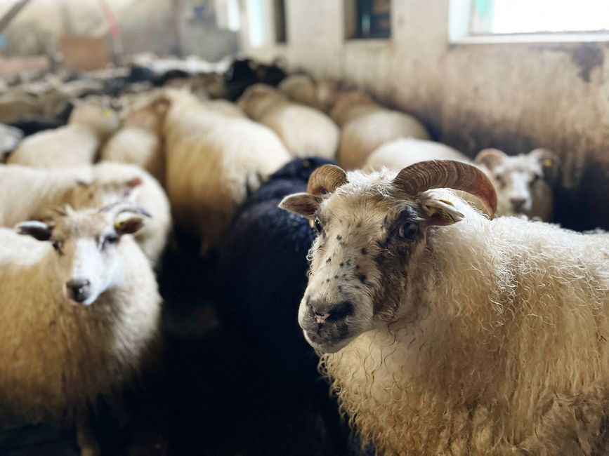 Rettier, Lazyday und Schafzusammentrieb