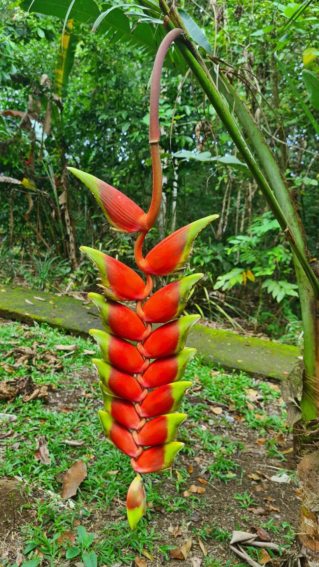 Selbst die Pflanzen in Costa Rica sehen manchmal wie Schmetterlinge aus.