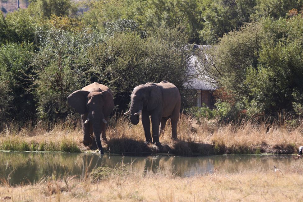 Day 6: Pilanesberg National Park