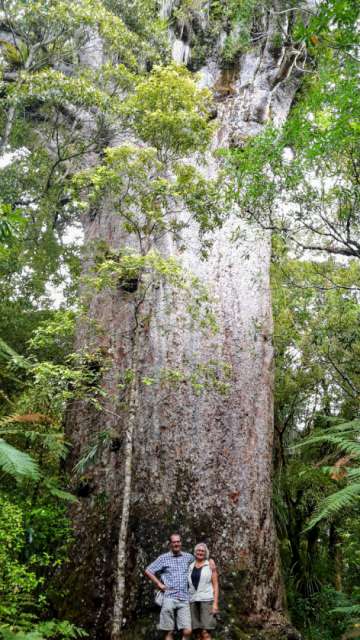 Kauri - giant tree with a diameter of over 5m