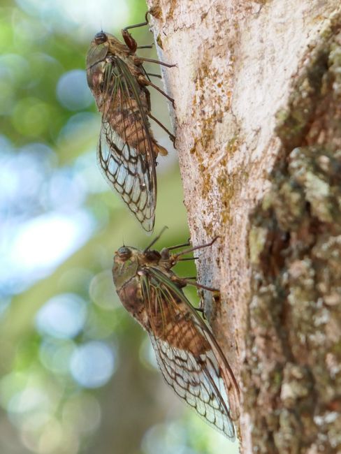 Chicharras (Cicadas) - Thumb-sized beetles that make a huge noise