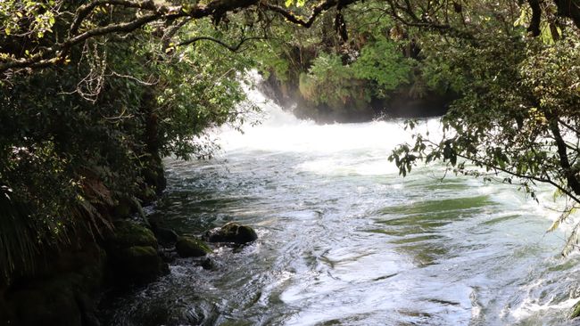 Tag 11 Okere Falls & Fahrt nach Te Kaha