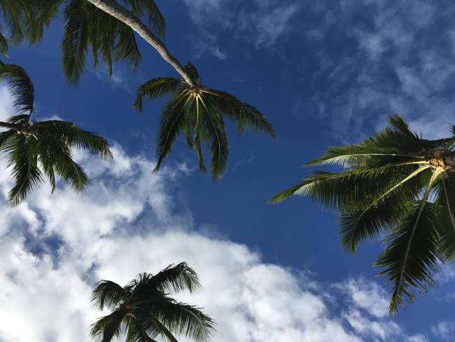 Himmel und Palmen über Maui