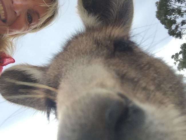 Känguru-Selfie;)