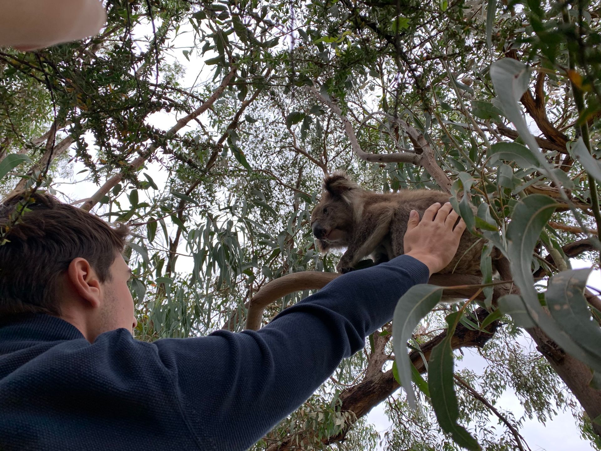 Max with Wild Koala