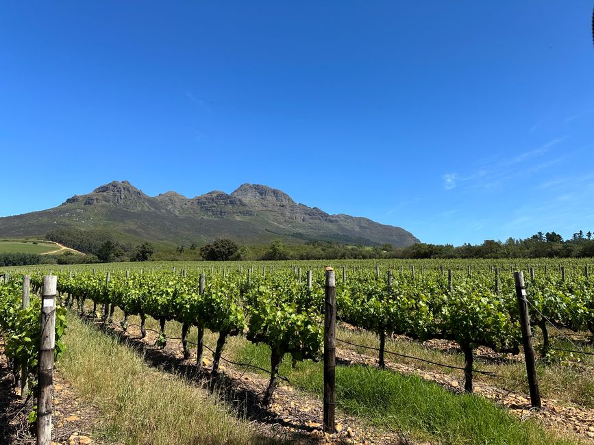 Stellenbosch 