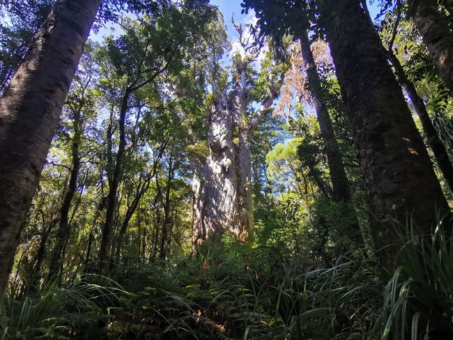 Uretiti-Waipu Forest-Tinopai