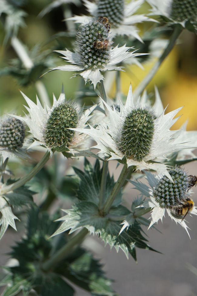 Vor’m Sommer ist mitten im Sommer