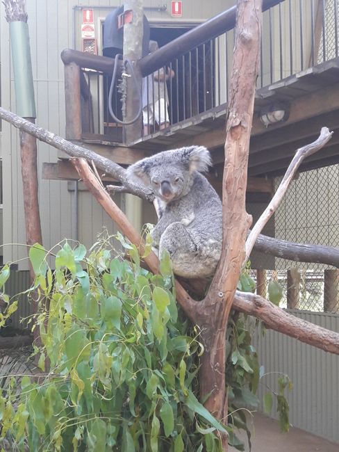 Daisy Hill Koala Sanctuary