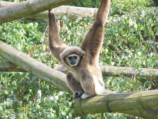 Gibbon Affen (Quelle: Wikipedia)